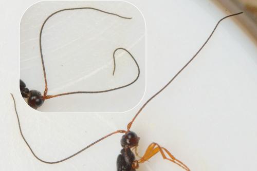 Polystenus rugosus